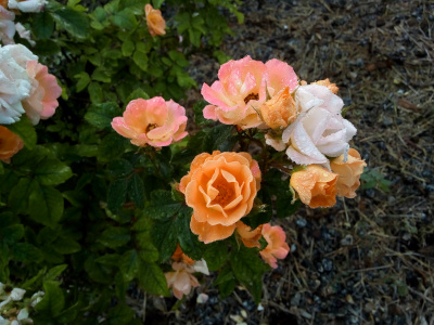 [This rose bush has pink and orange and white blooms. The image looks dowan at the open blooms. Some are still partially cupped closed but the rest are fully open and nearly flat.]